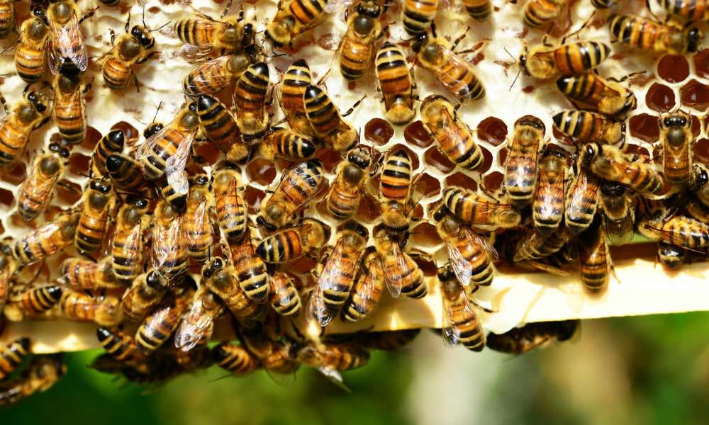 Close-up view of honeybees on a beehive.